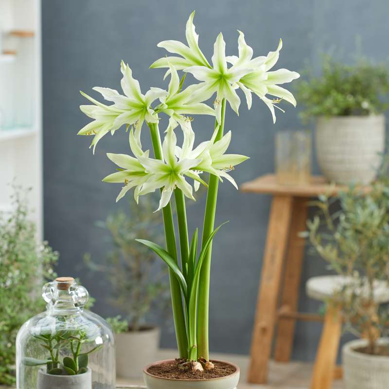 Amaryllis 'White Nile'
